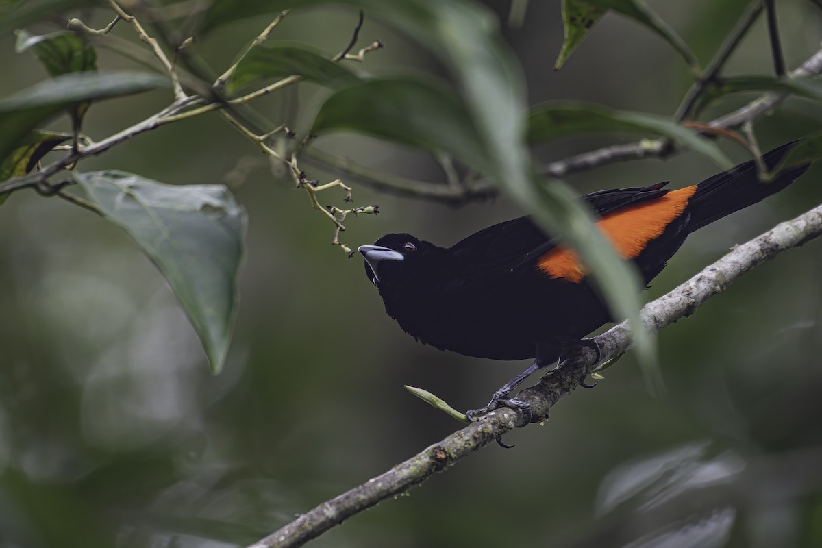 Flame-rumped Tanager - George Roussey