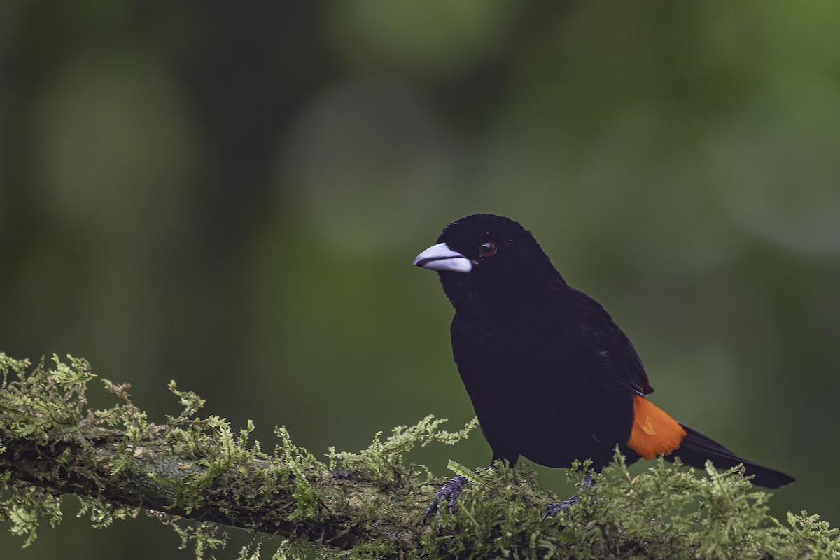 Flame-rumped Tanager - George Roussey