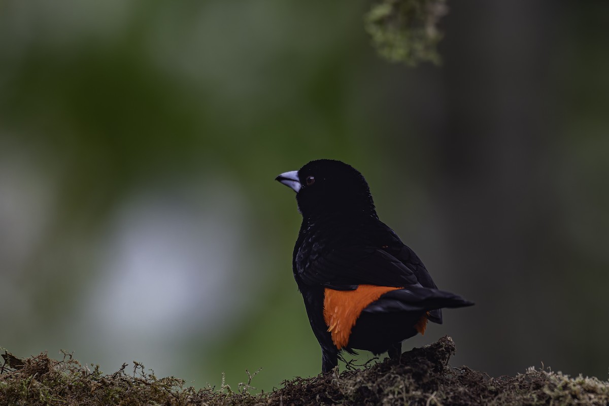 Flame-rumped Tanager - ML620620074