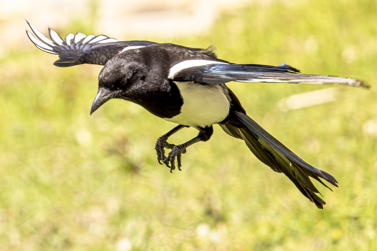 Eurasian Magpie - ML620620080