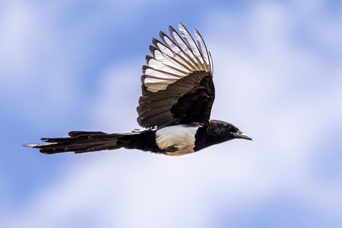 Eurasian Magpie - ML620620081