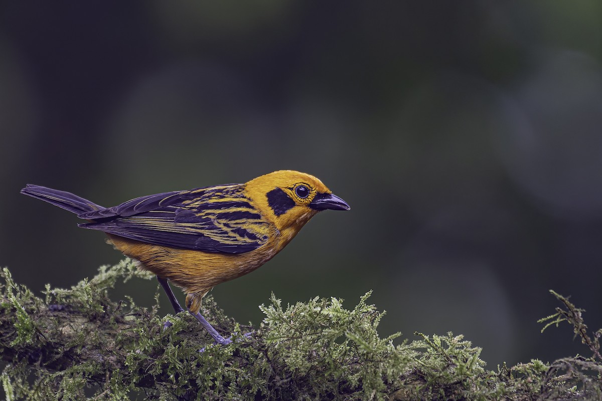 Golden Tanager - George Roussey