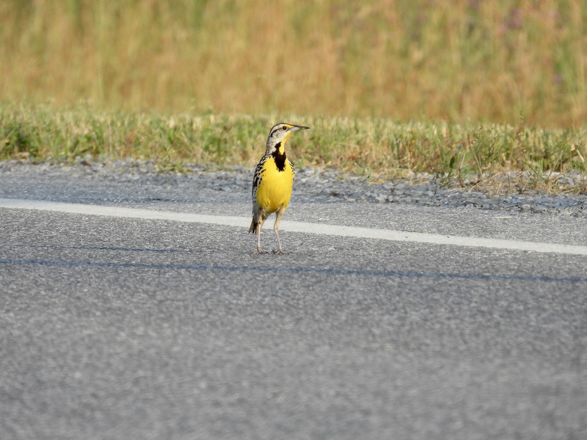 Eastern Meadowlark - ML620620088