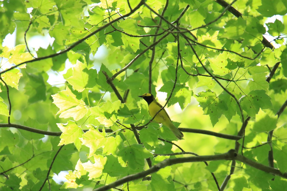 Hooded Warbler - ML620620090