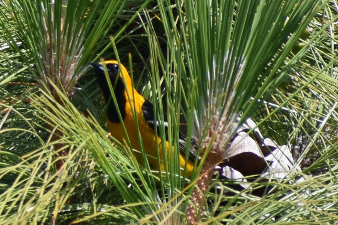 Oriole masqué - ML620620092