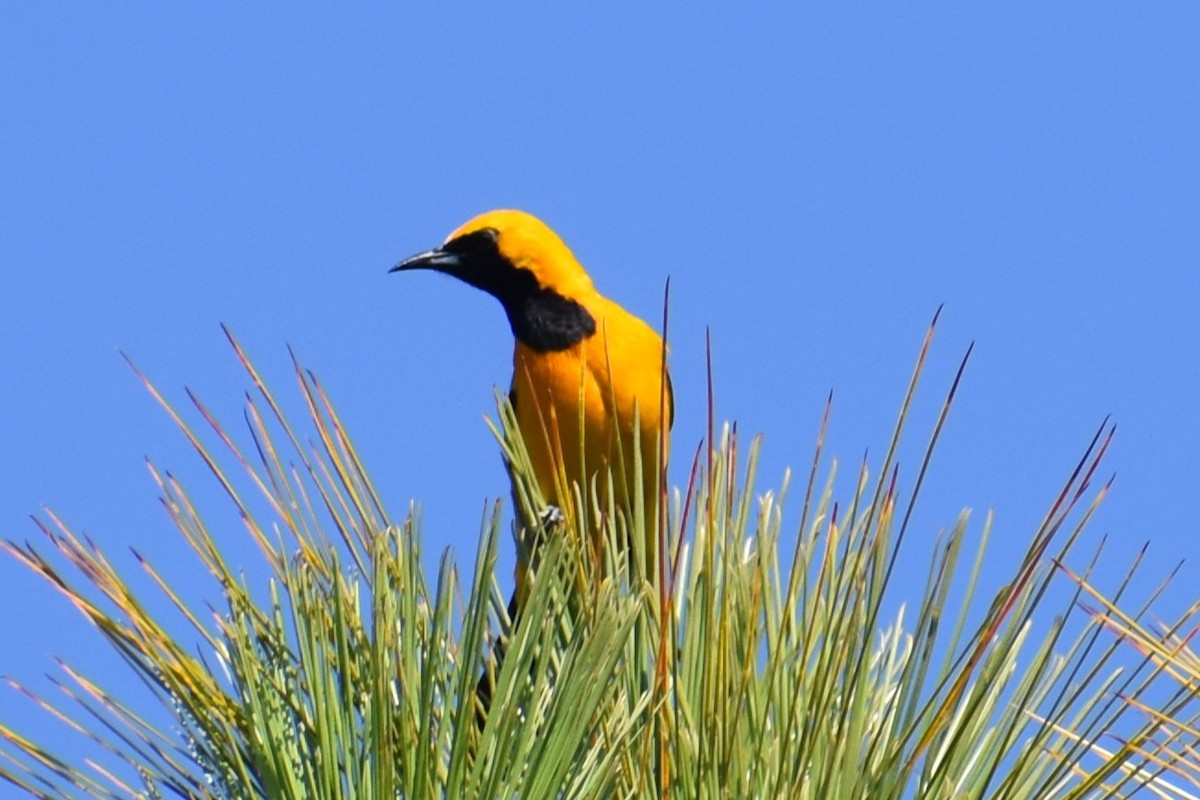 Oriole masqué - ML620620094