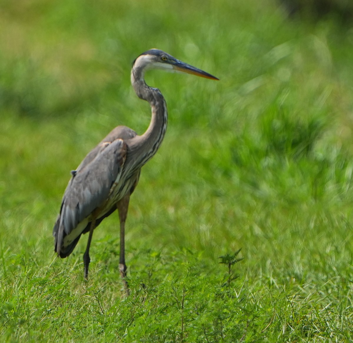 Great Blue Heron - ML620620095