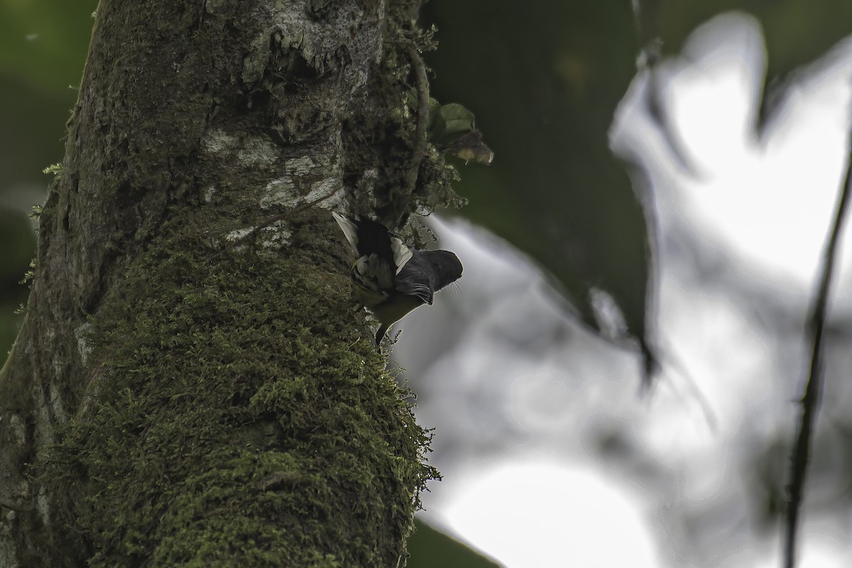 Slate-throated Redstart - ML620620096