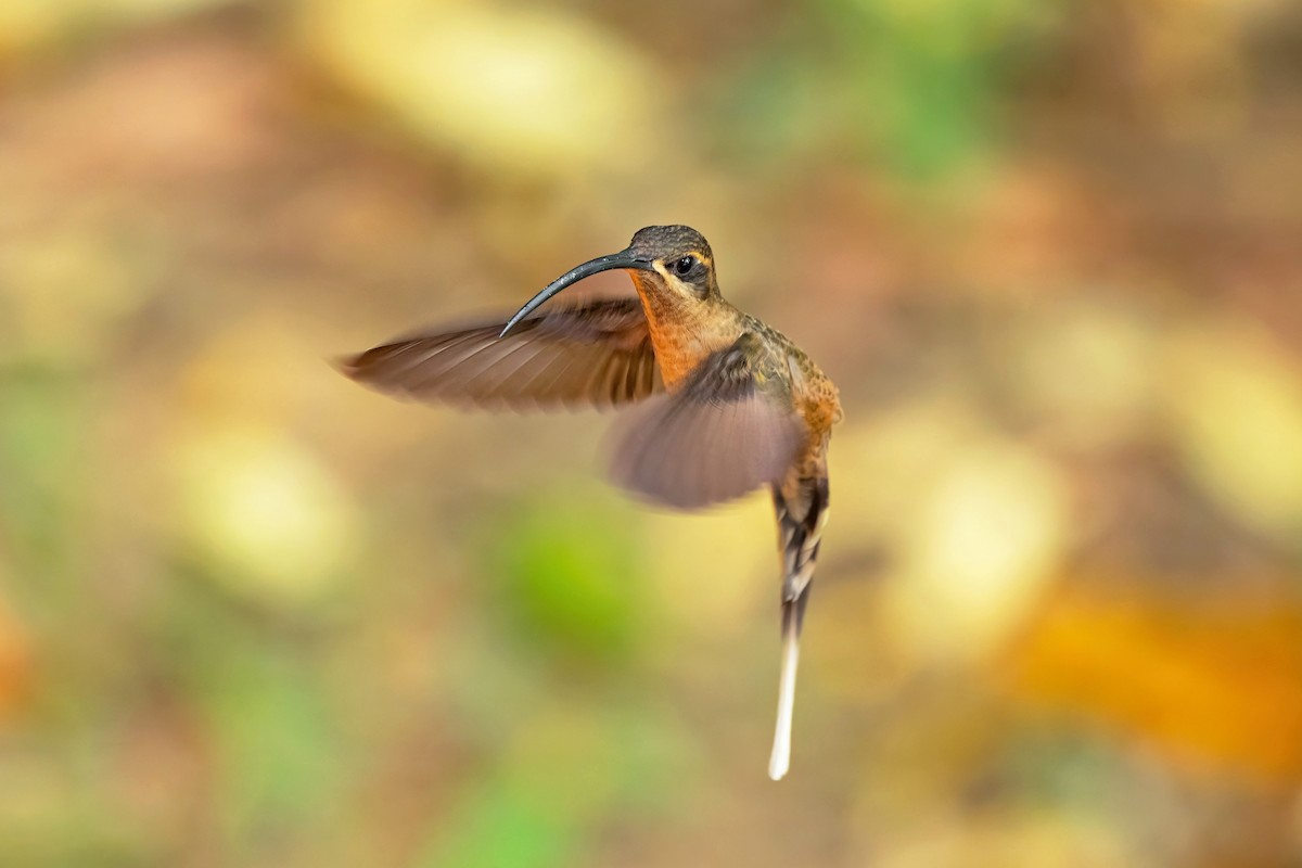 Great-billed Hermit - ML620620097