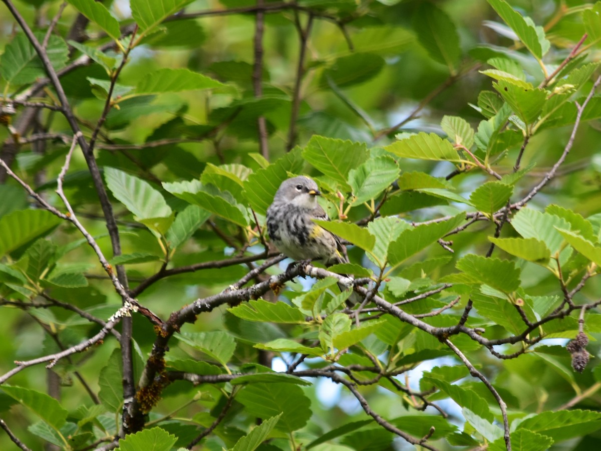 Yellow-rumped Warbler - ML620620101