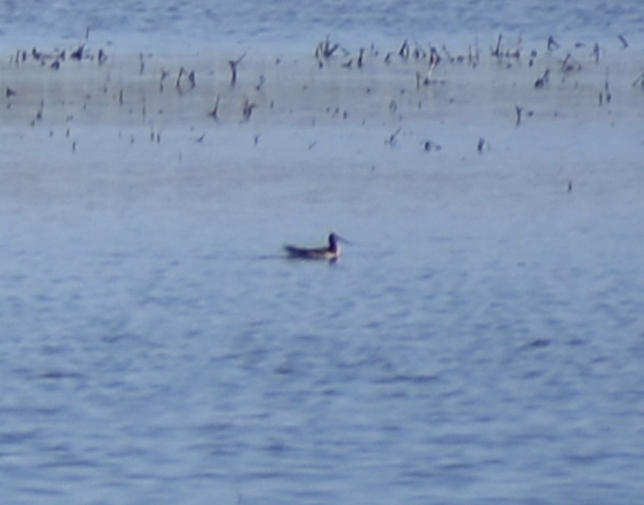 Wilson's Phalarope - ML620620102