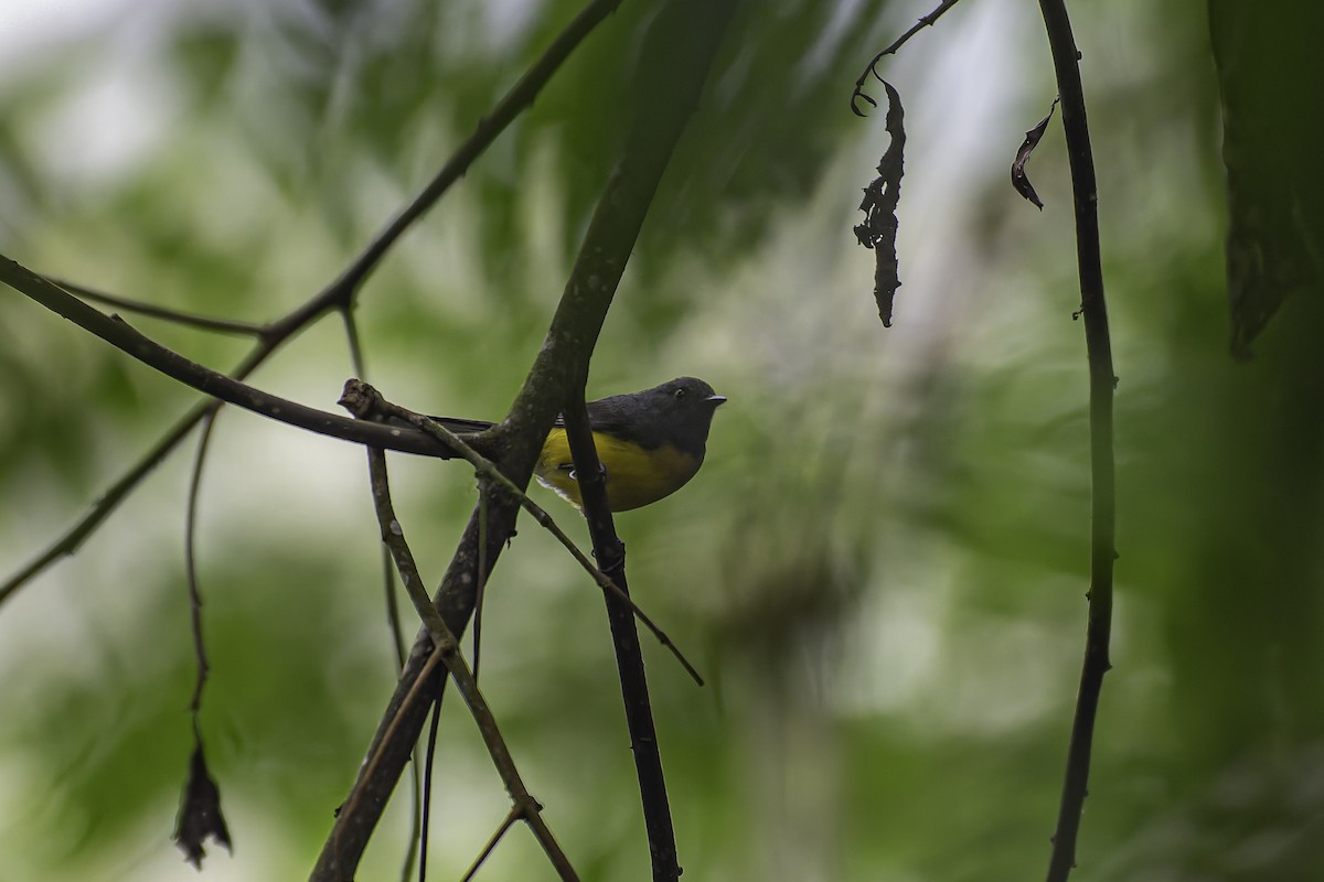 Slate-throated Redstart - ML620620103