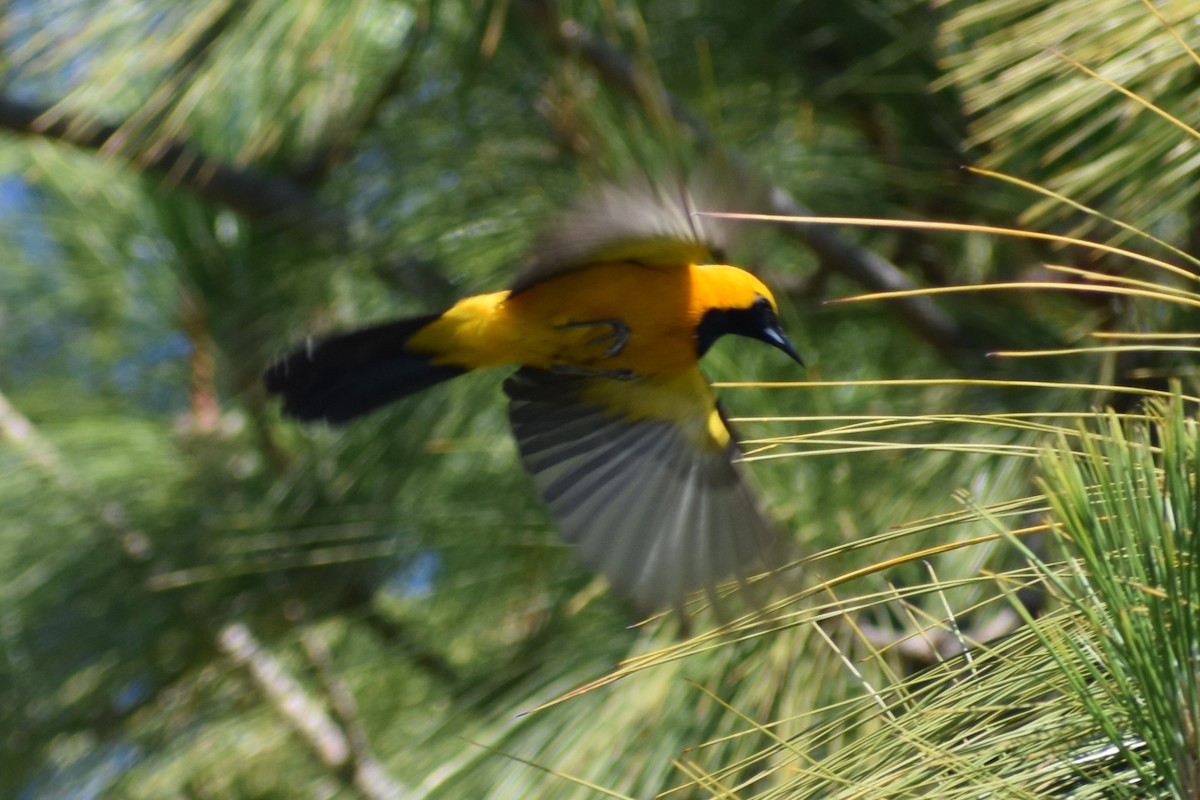 Oriole masqué - ML620620105