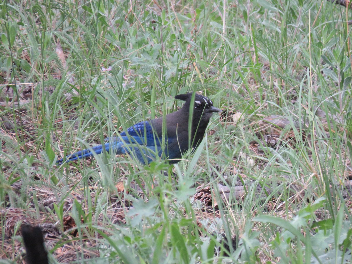 Steller's Jay (Southwest Interior) - ML620620107