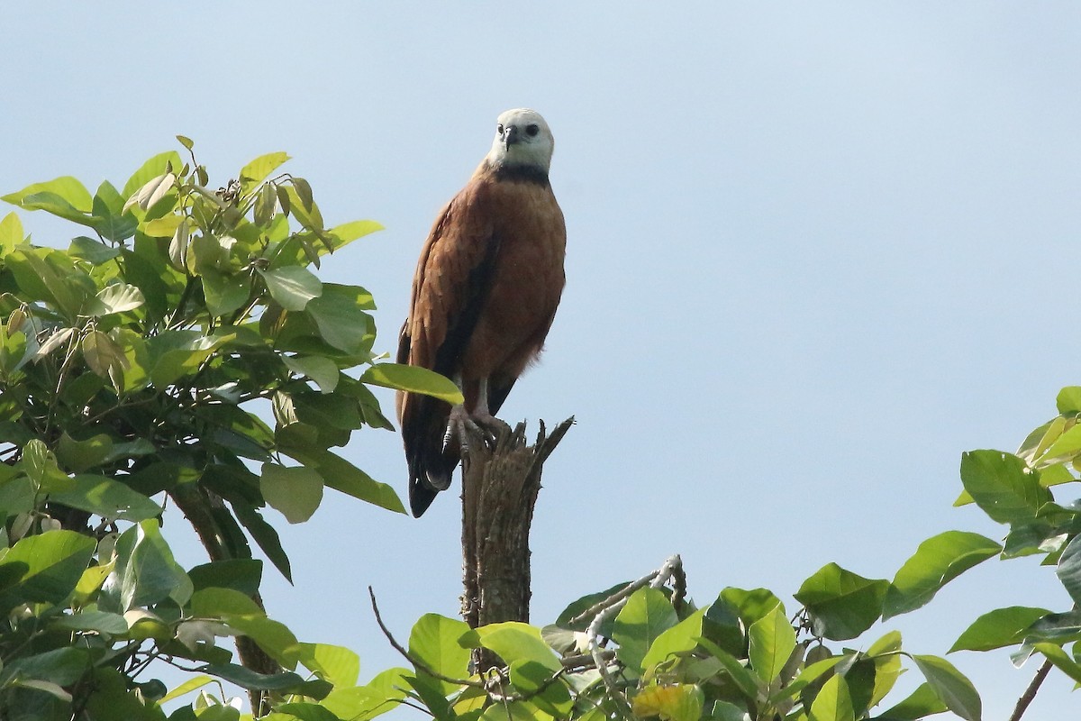 Black-collared Hawk - ML620620108