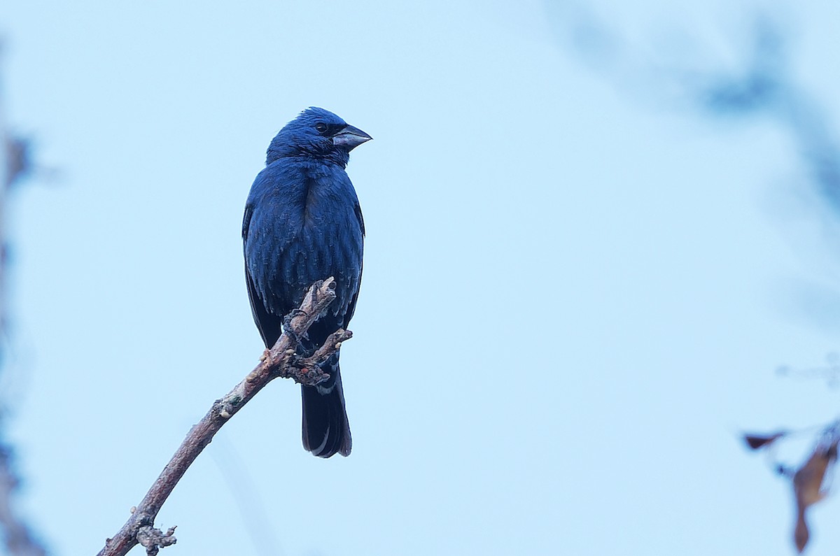 Guiraca bleu - ML620620109