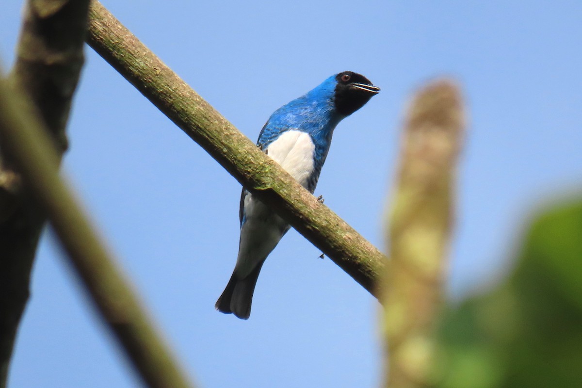 Tersine hirondelle - ML620620110