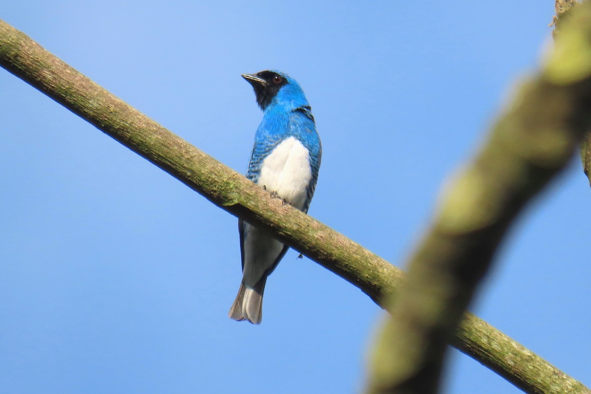 Tangara Golondrina - ML620620117