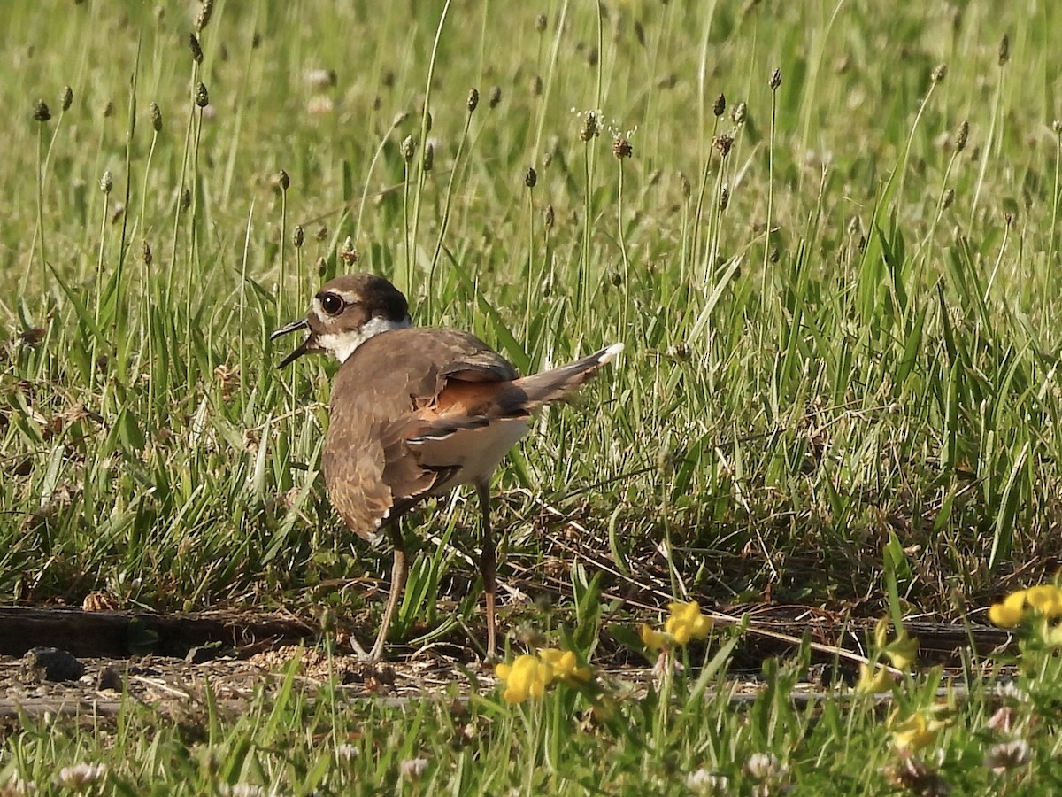 Killdeer - ML620620120