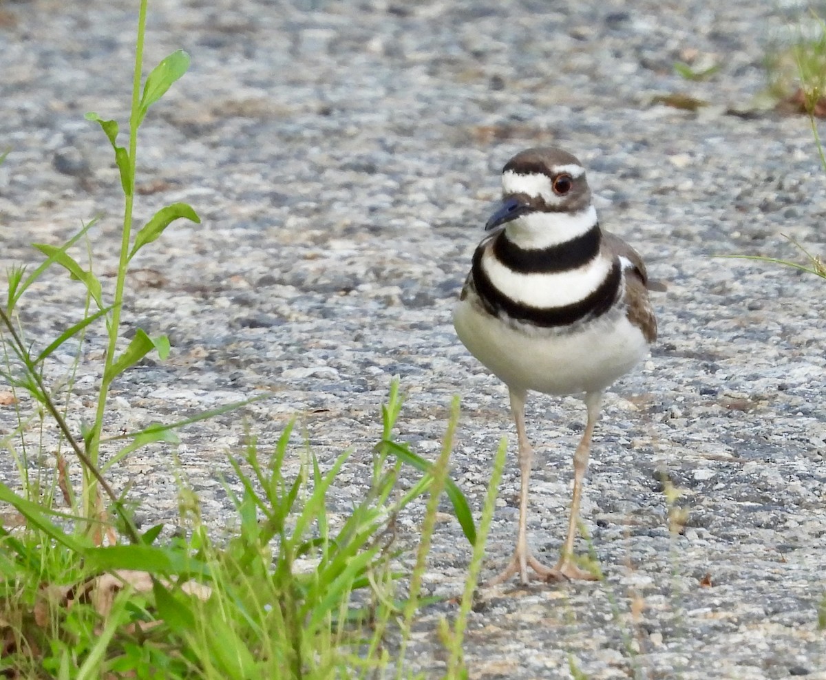 Killdeer - ML620620121