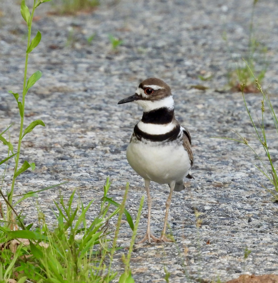 Keilschwanz-Regenpfeifer - ML620620122