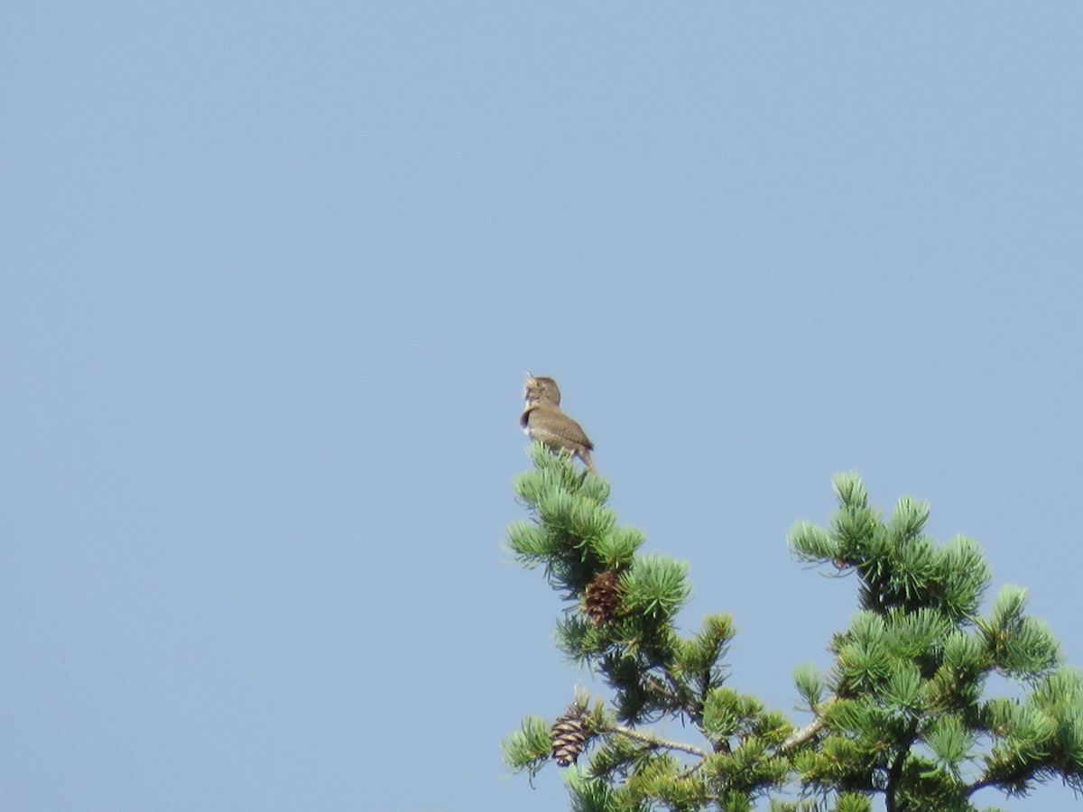 House Wren - ML620620126