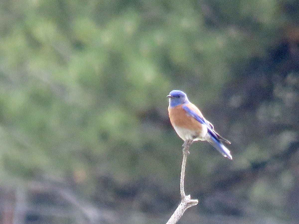 Western Bluebird - ML620620129