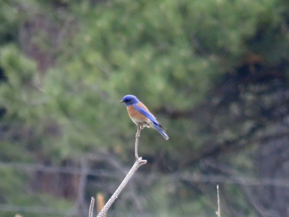 Western Bluebird - ML620620130