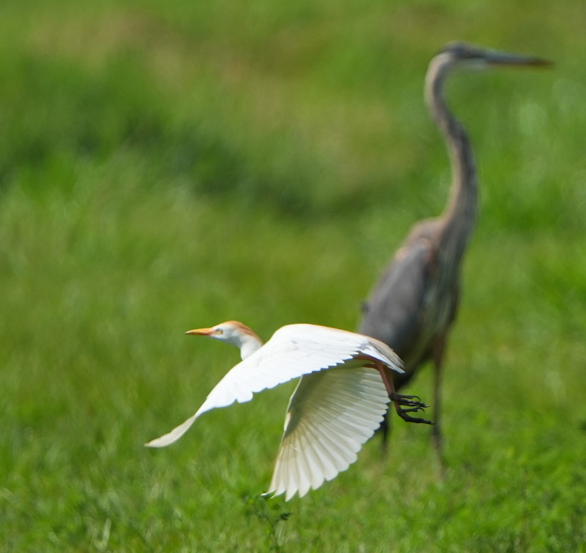 Western Cattle Egret - ML620620131