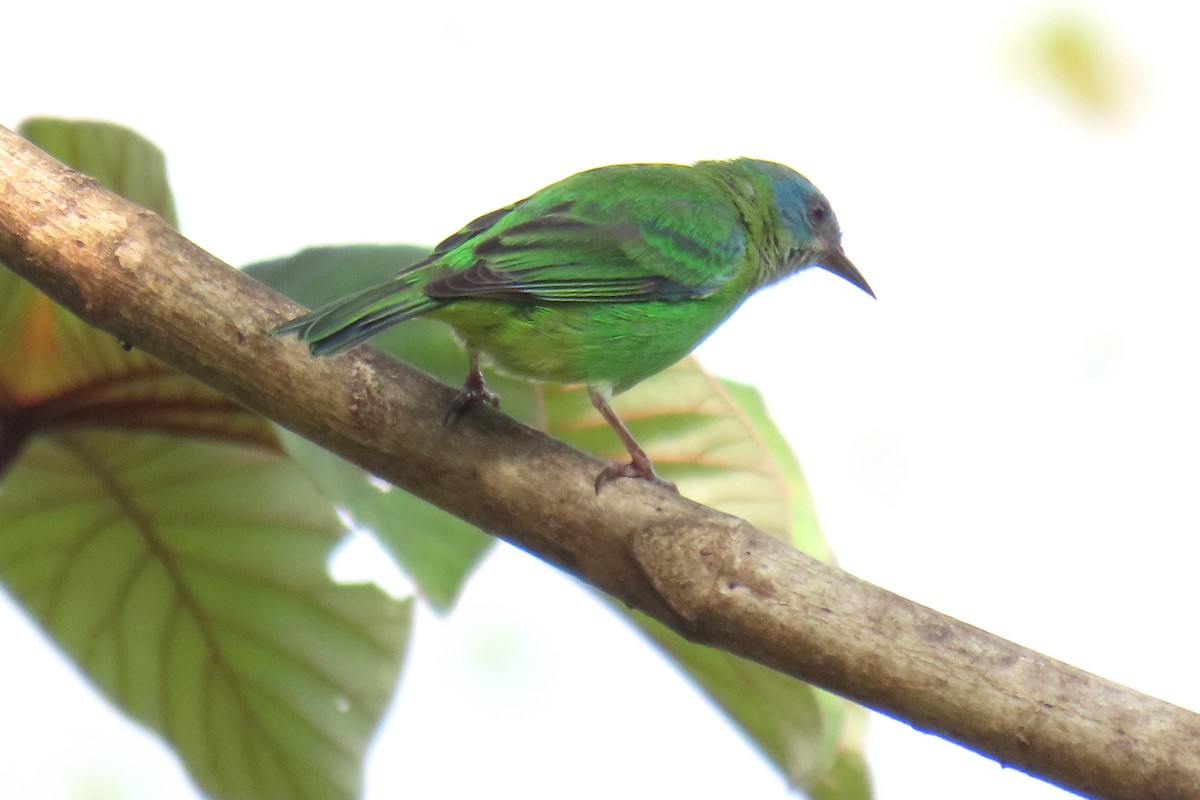 Blue Dacnis - ML620620133