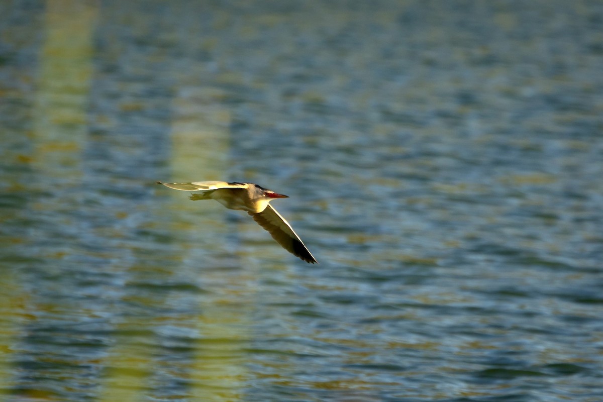 Little Bittern - ML620620135