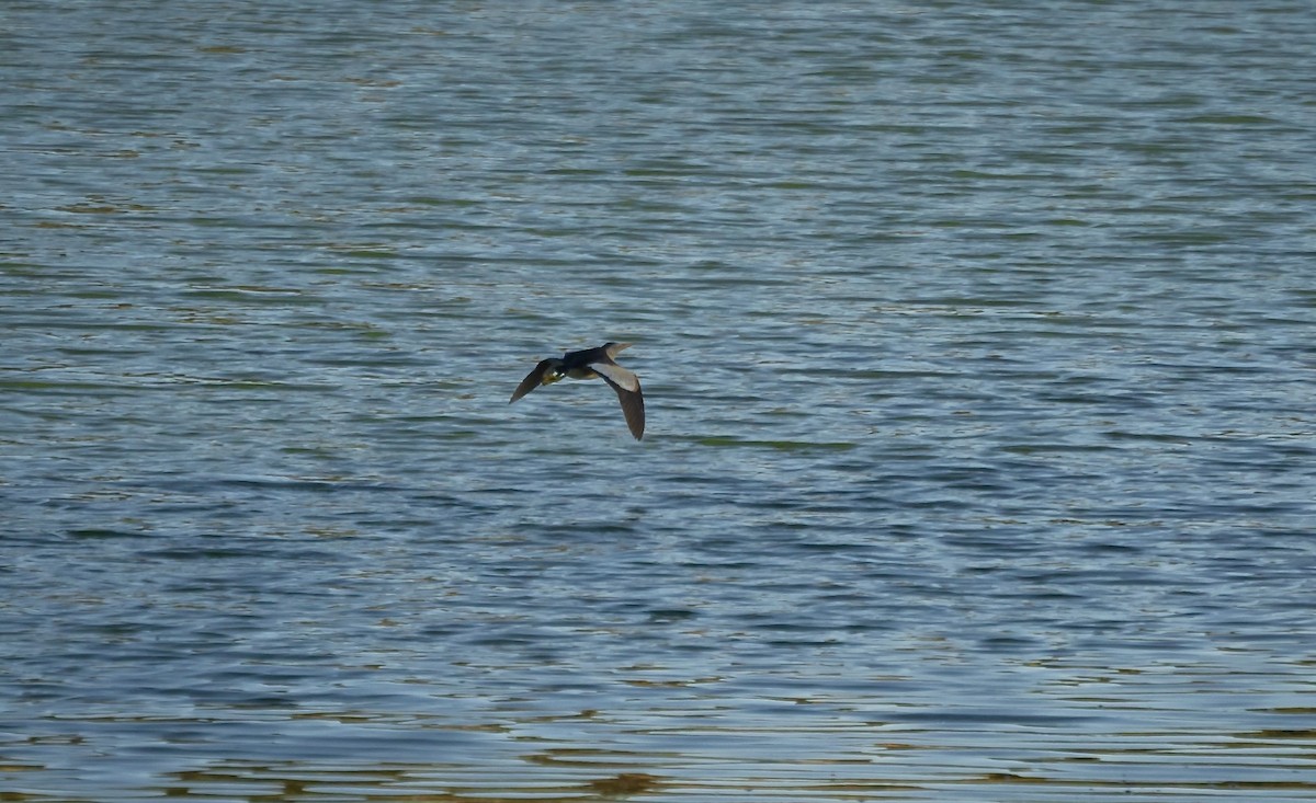 Little Bittern - ML620620136