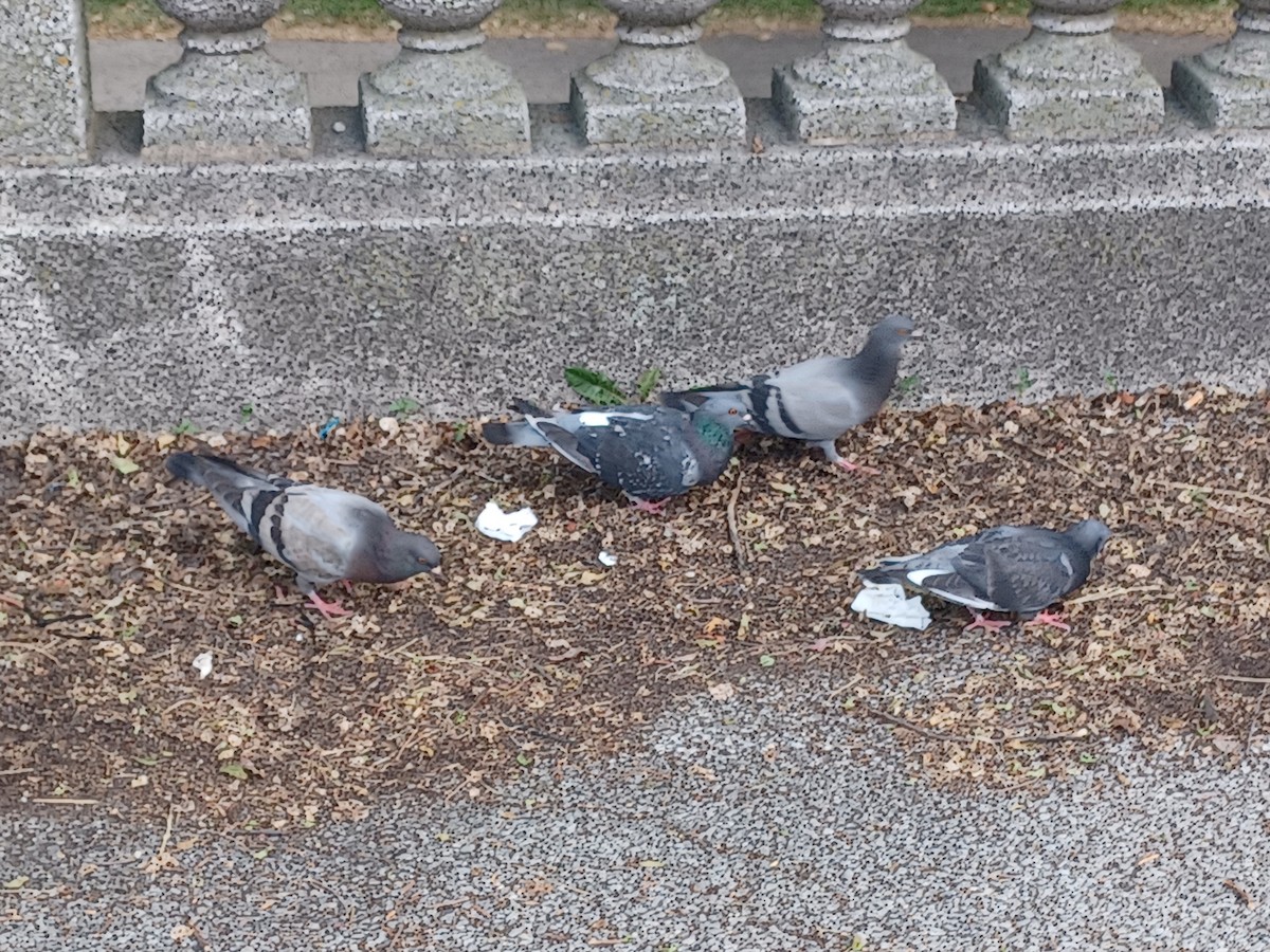 Rock Pigeon (Feral Pigeon) - ML620620138