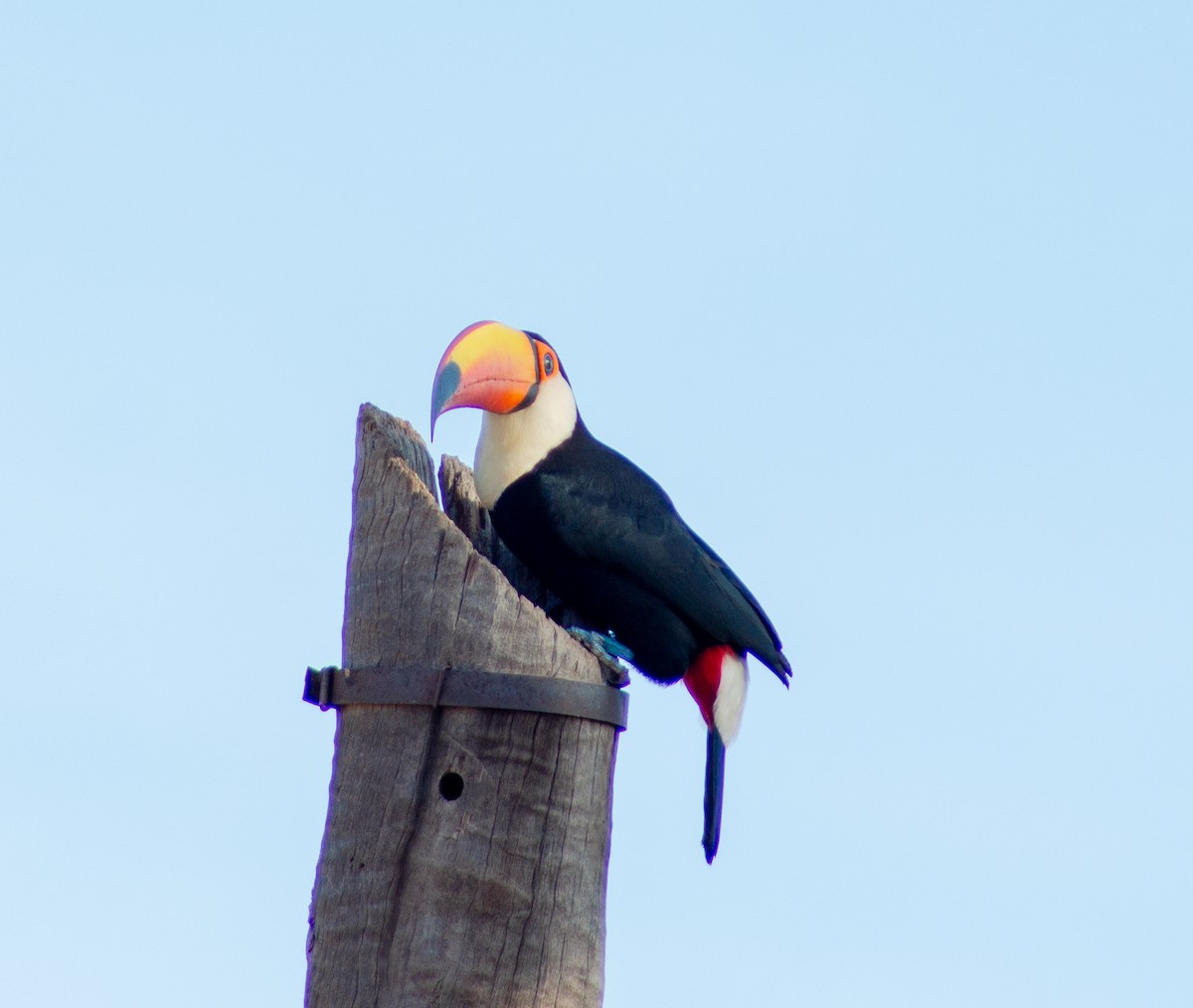 Toucan toco - ML620620141