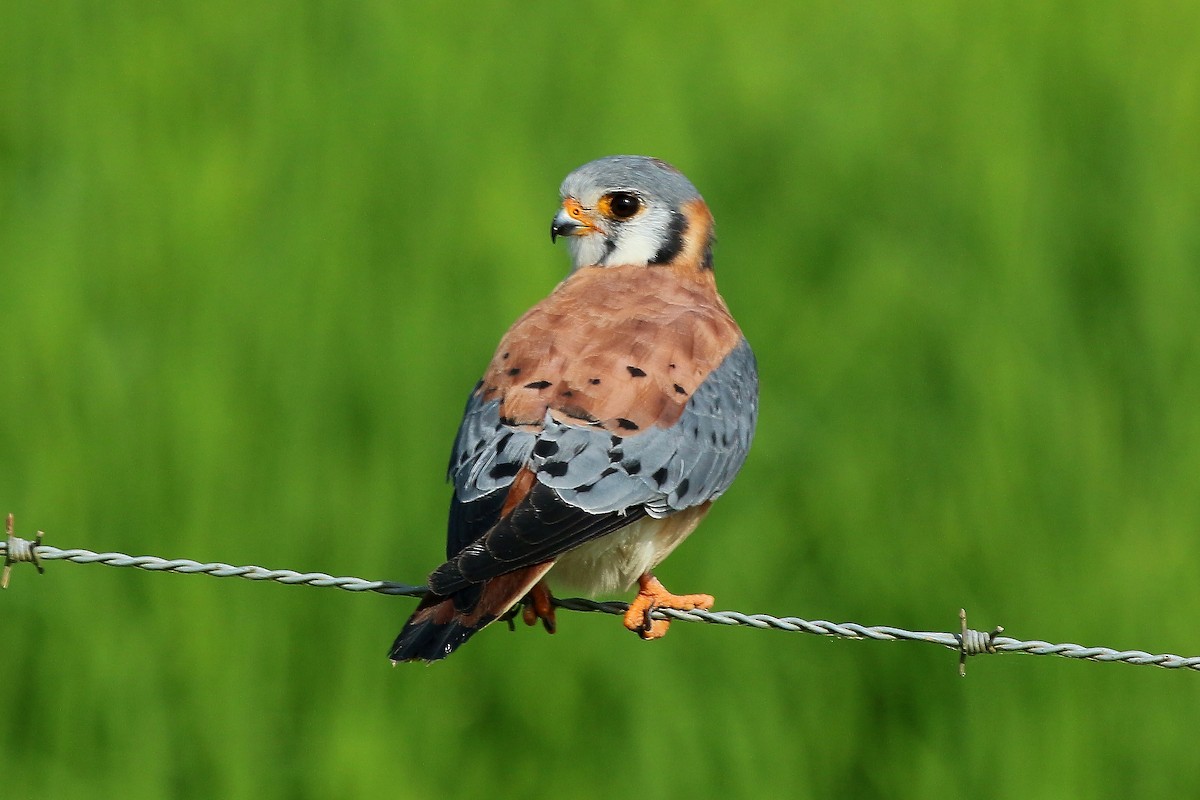 American Kestrel - ML620620142