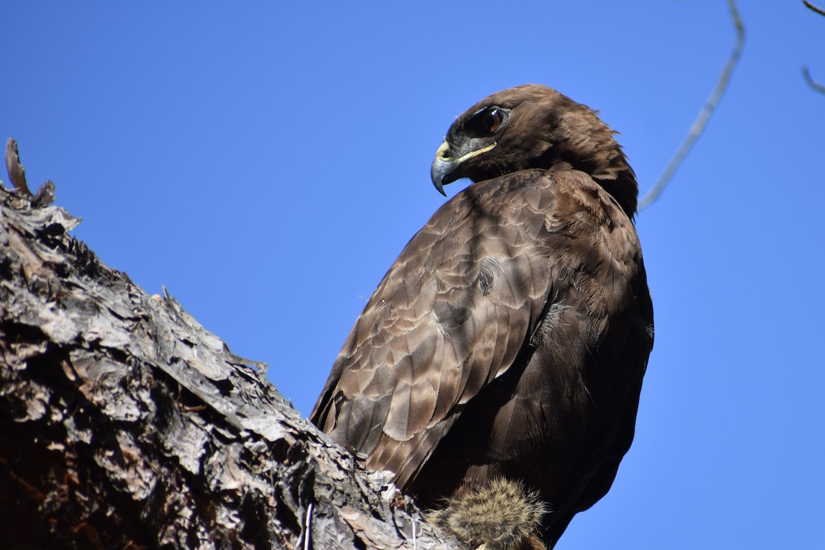 Red-tailed Hawk - ML620620143