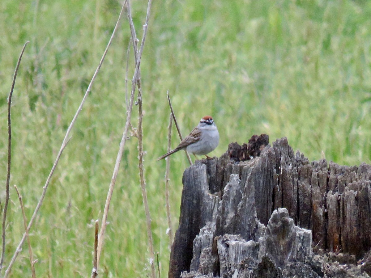 Chipping Sparrow - Valerie Crecco