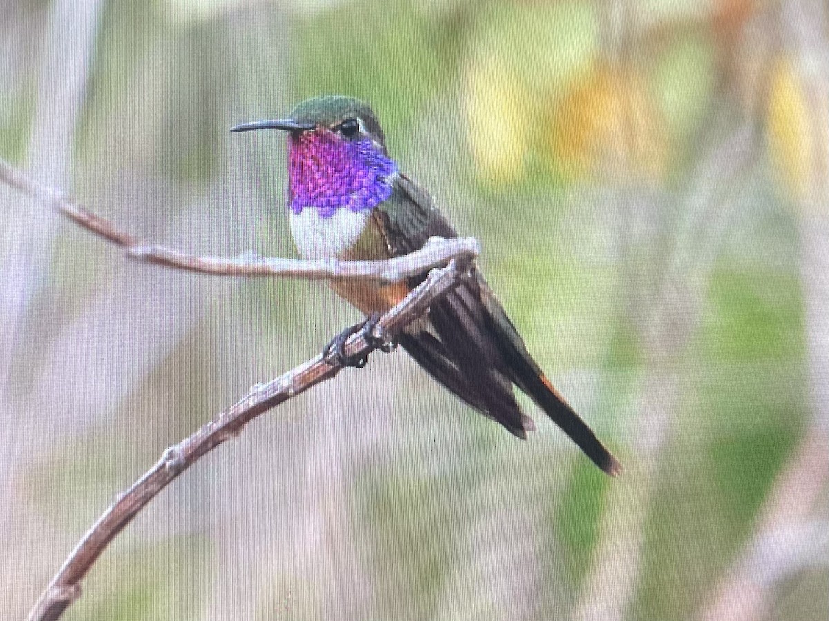 Colibri des Bahamas - ML620620149