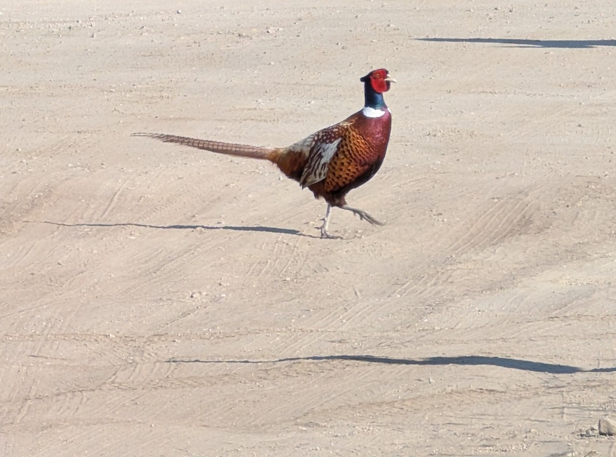 Ring-necked Pheasant - ML620620150