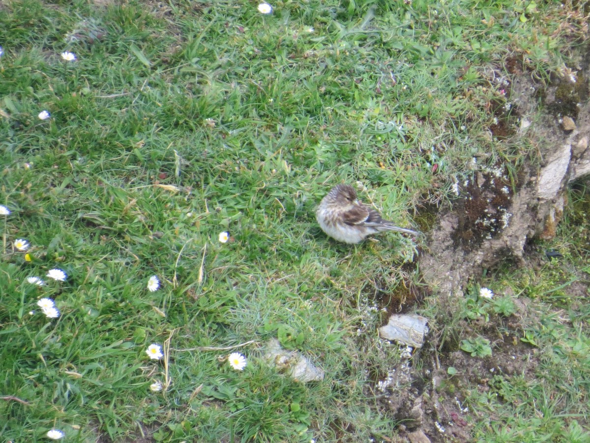 Twite - ML620620152