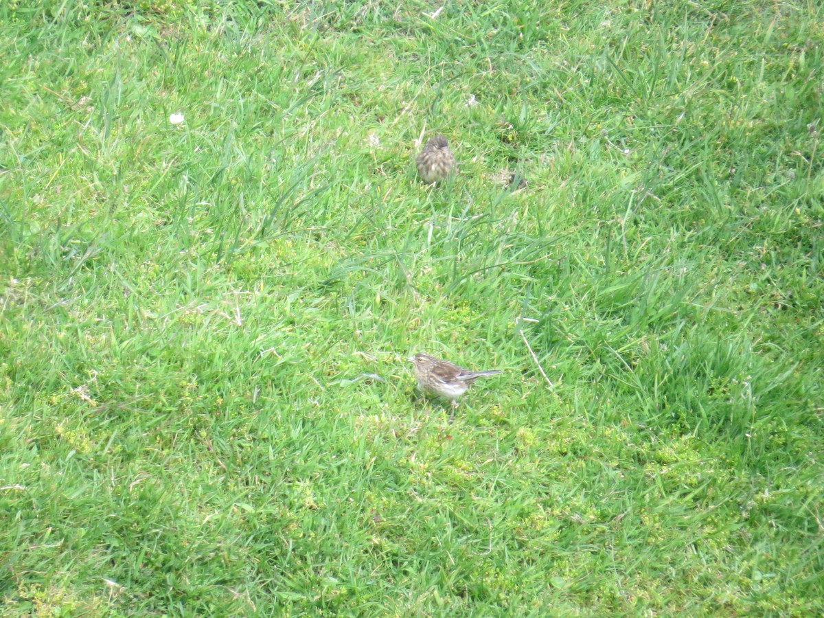 Twite - Matthias Benko