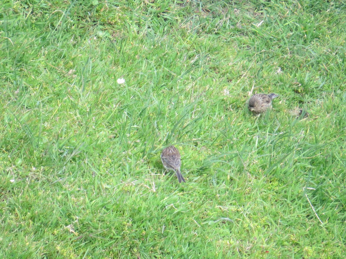 Twite - ML620620154