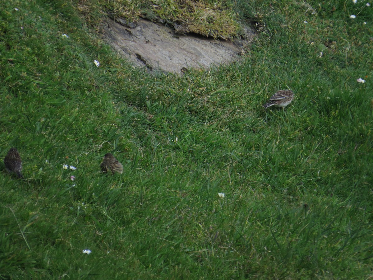 Twite - ML620620156