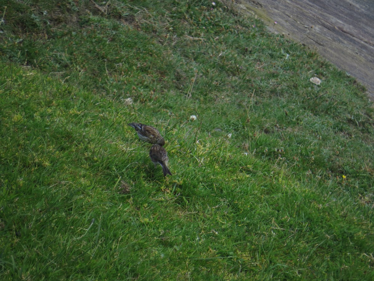 Twite - ML620620157