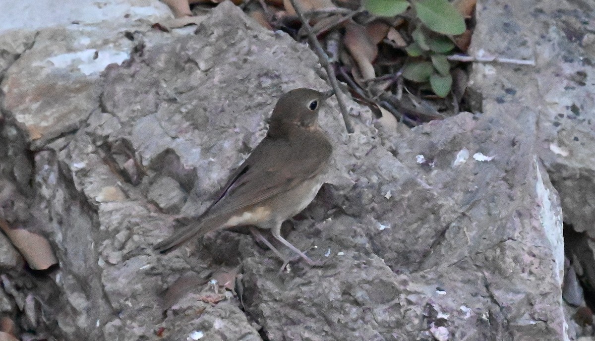 Swainson's Thrush - ML620620160