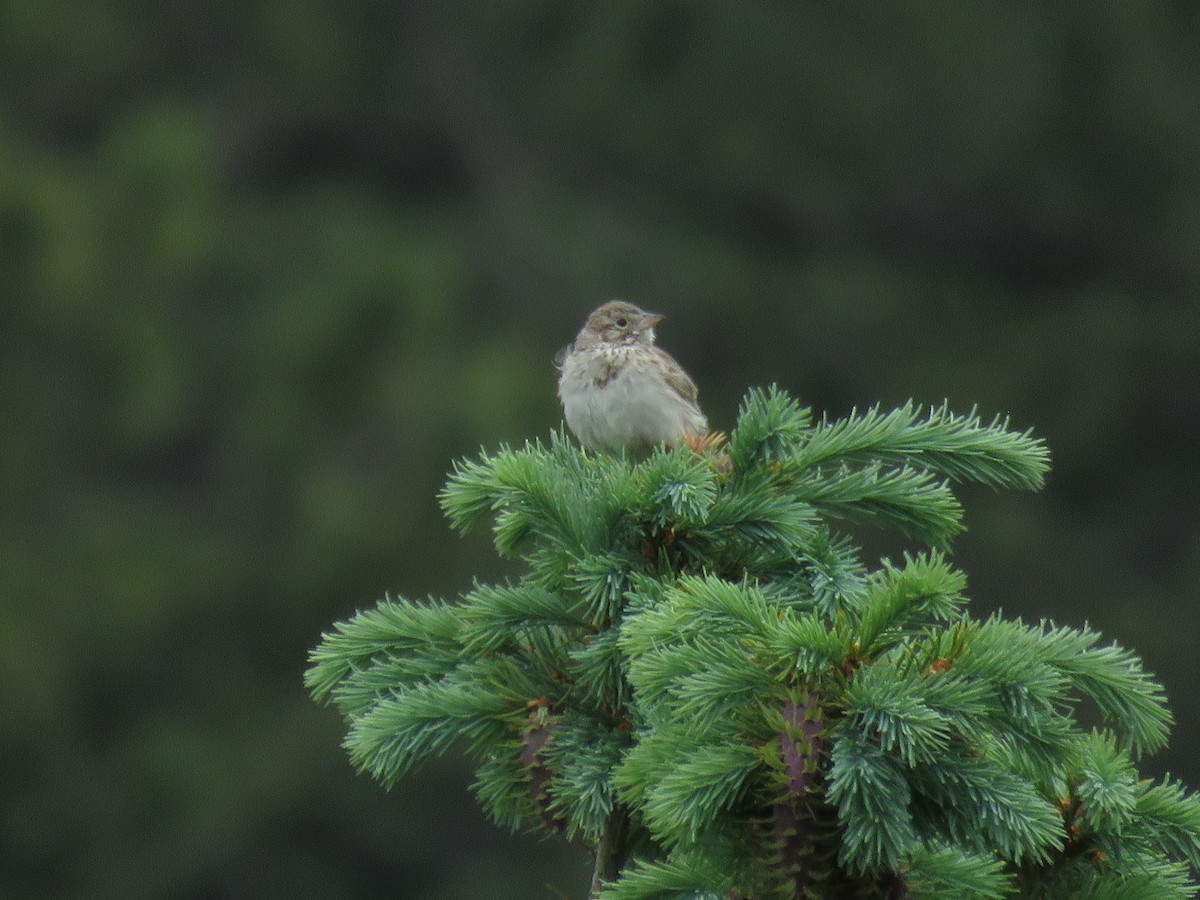 Vesper Sparrow - ML620620164