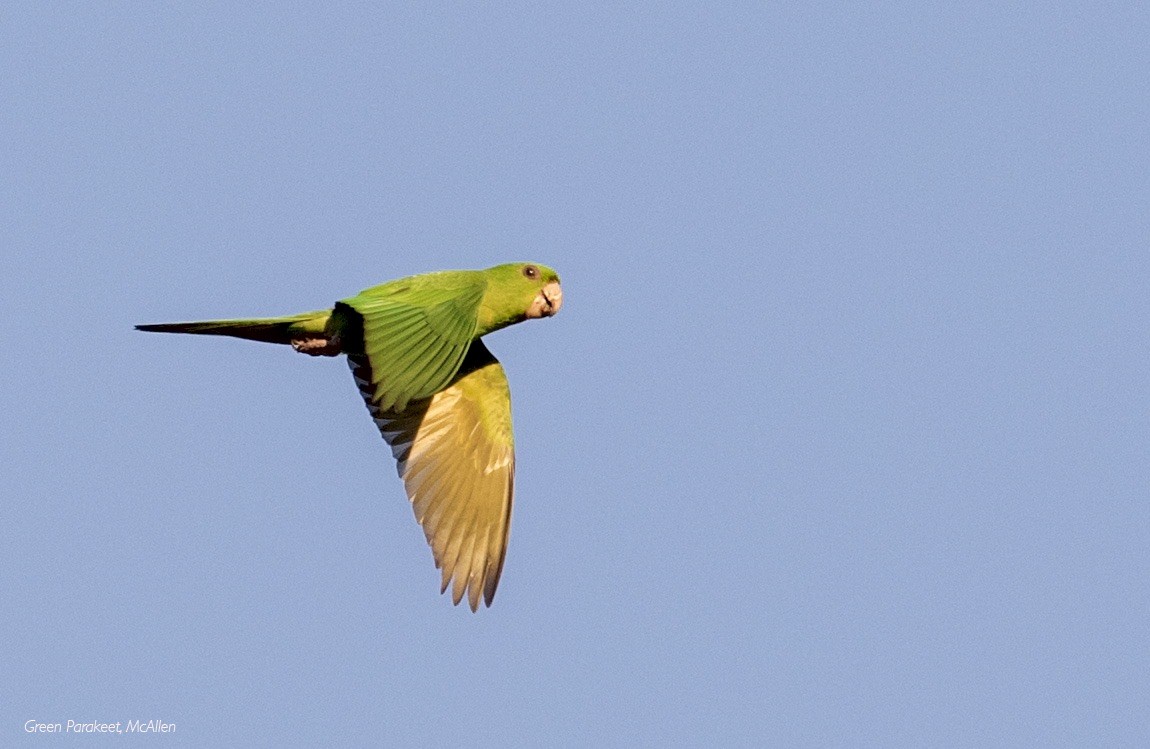 Green Parakeet - ML620620165