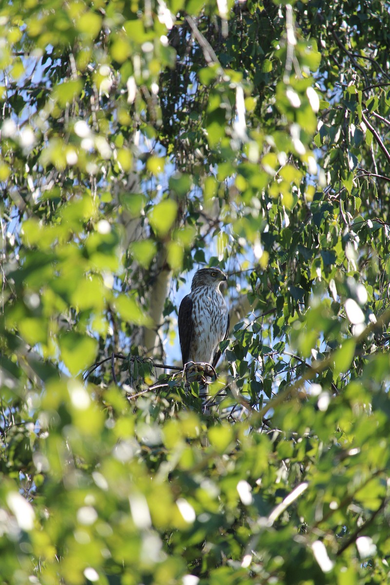 Cooper's Hawk - ML620620166