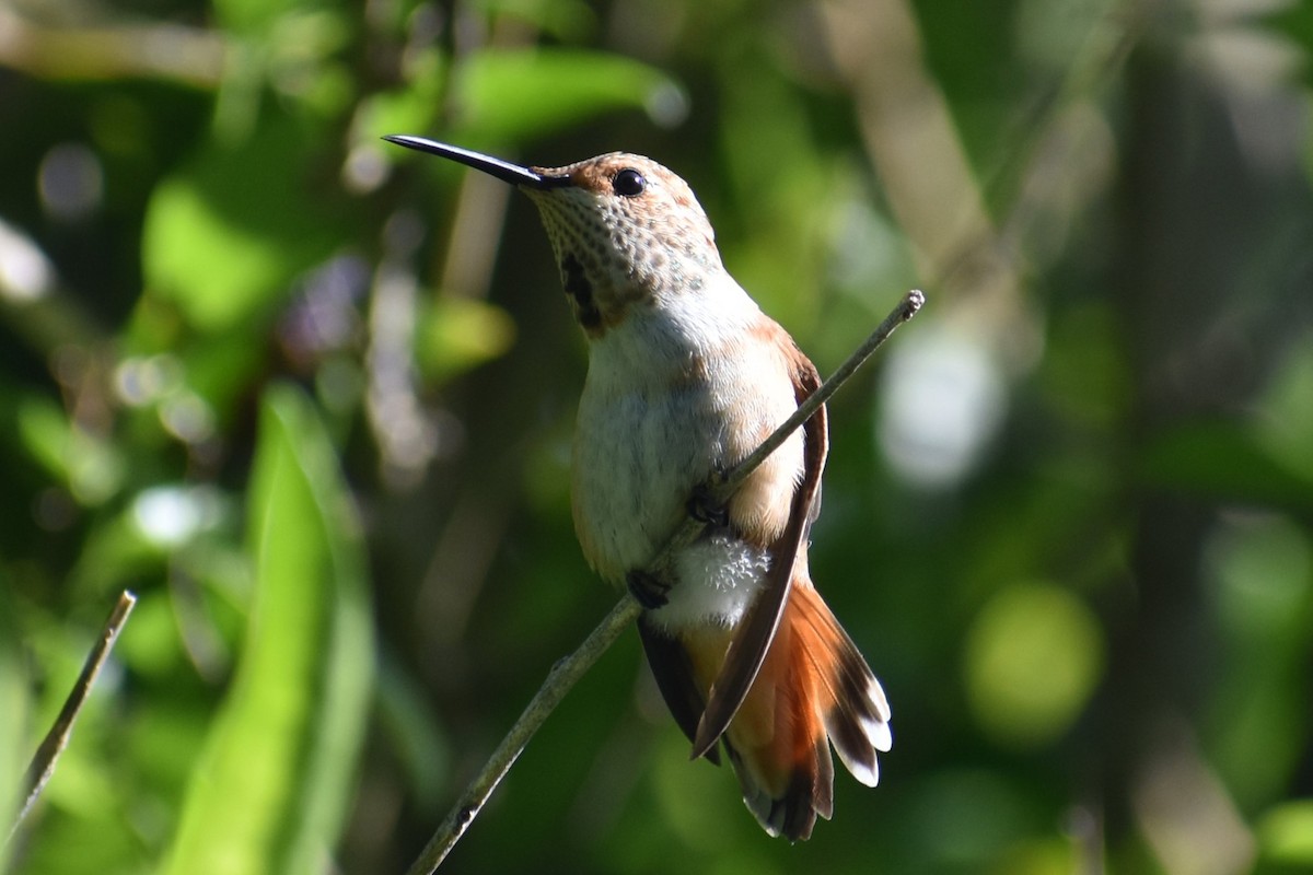 Allen's Hummingbird - ML620620170