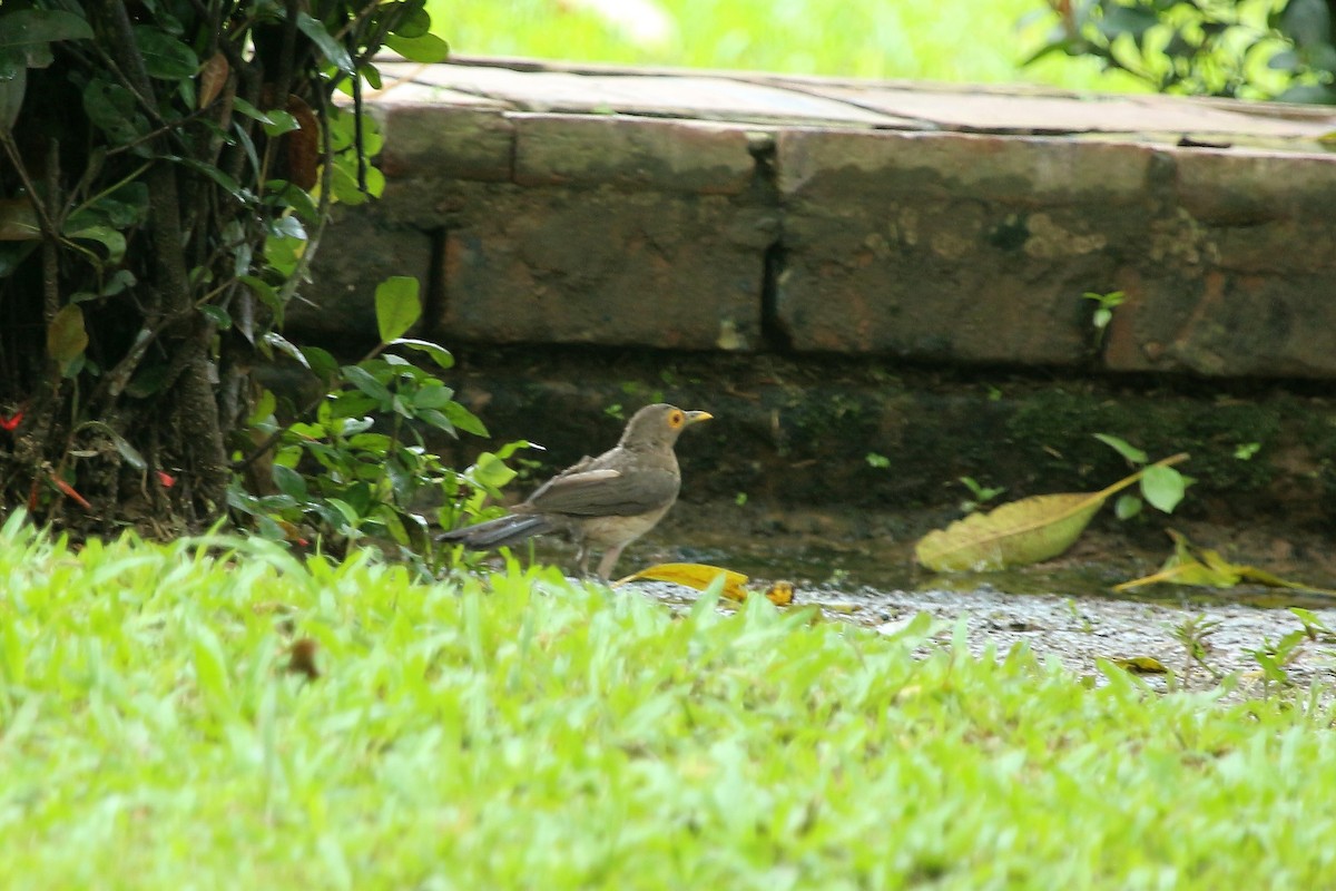 Spectacled Thrush - ML620620172